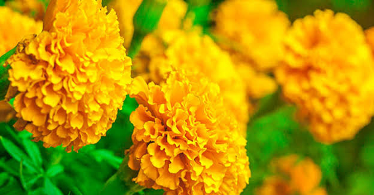 A new variety of marigold developed by Bengaluru scientists 'Arka Shubha'