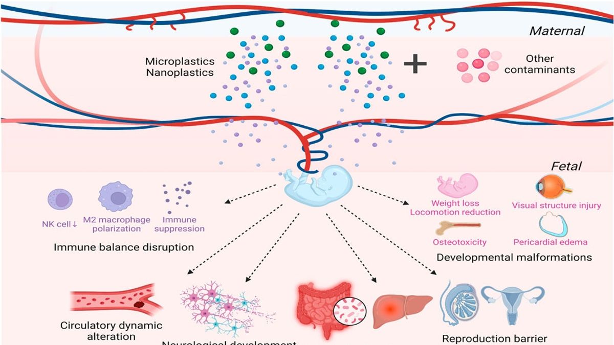 Plastics in Our Veins: The Unseen Threat to Heart Health Uncovered