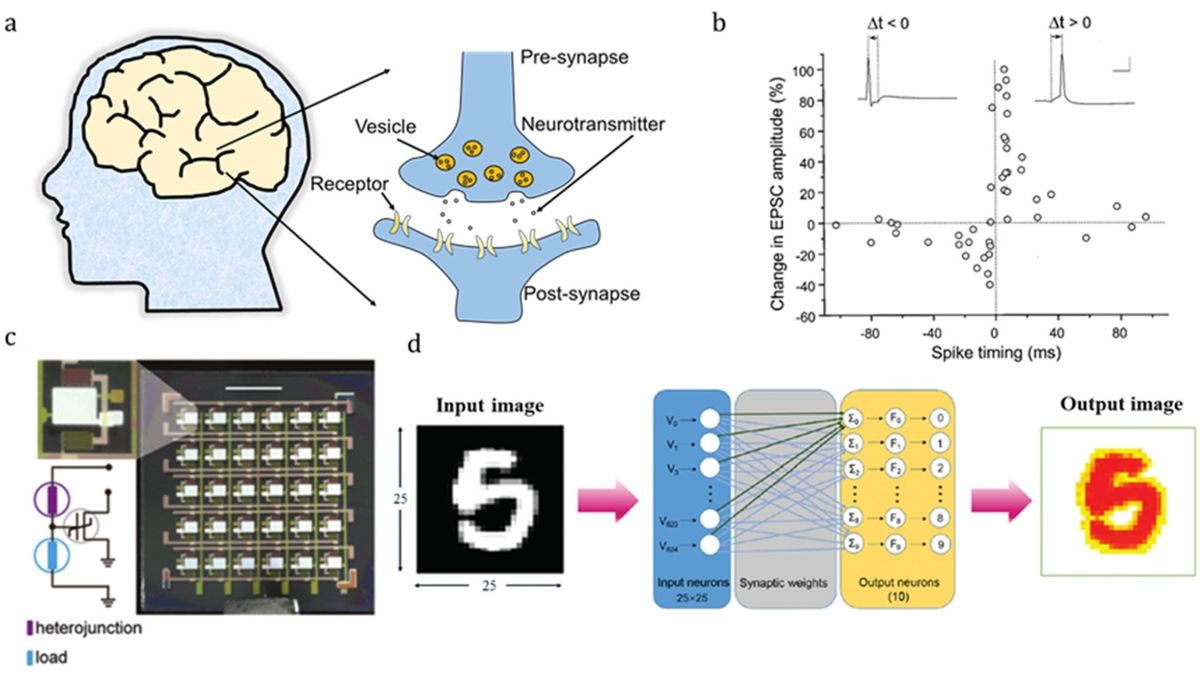 Innovative Synaptic Transistors Propel Neuromorphic Computing Forward