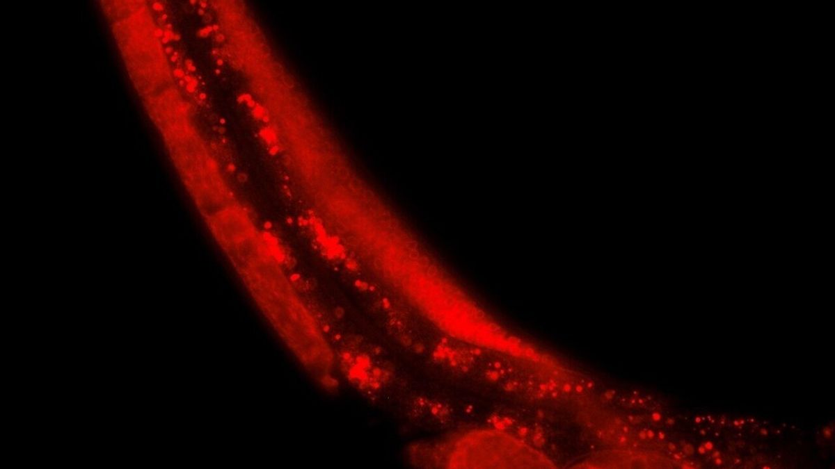 Revolutionary Discoveries at IMBA Uncover the Evolutionary Origins of Genomic Imprinting
