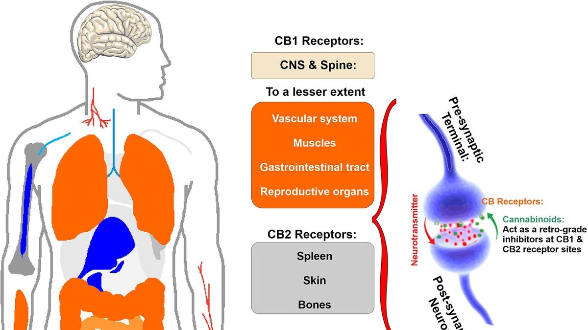 Navigating the Haze: Understanding the Complex Effects of Marijuana on 