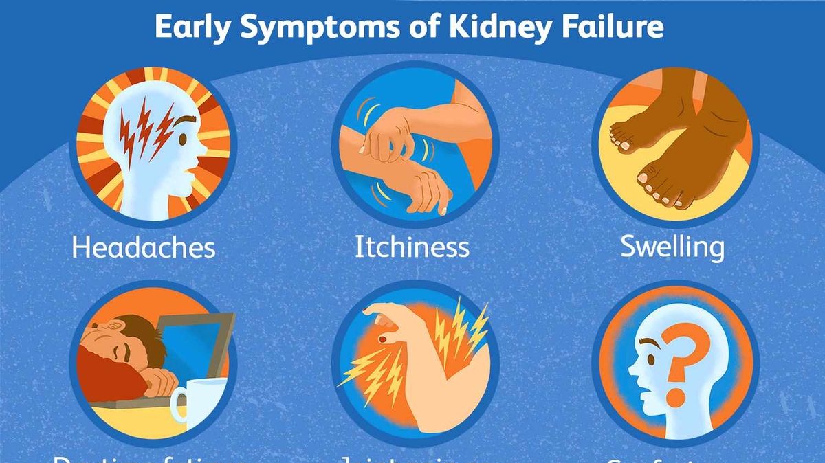 Understanding Kidney Function The Link Between Leg Cramps and Poor