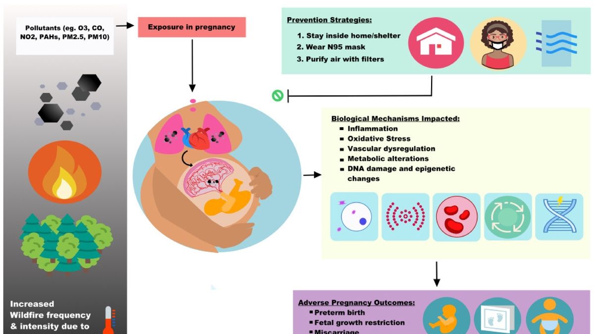 Air Pollution and Pregnancy Unveiling the Impact on Birth
