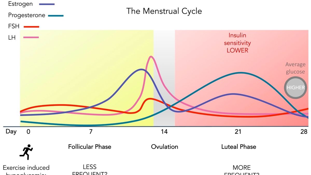 Brain sensitivity to insulin may be modulated by menstrual cycle