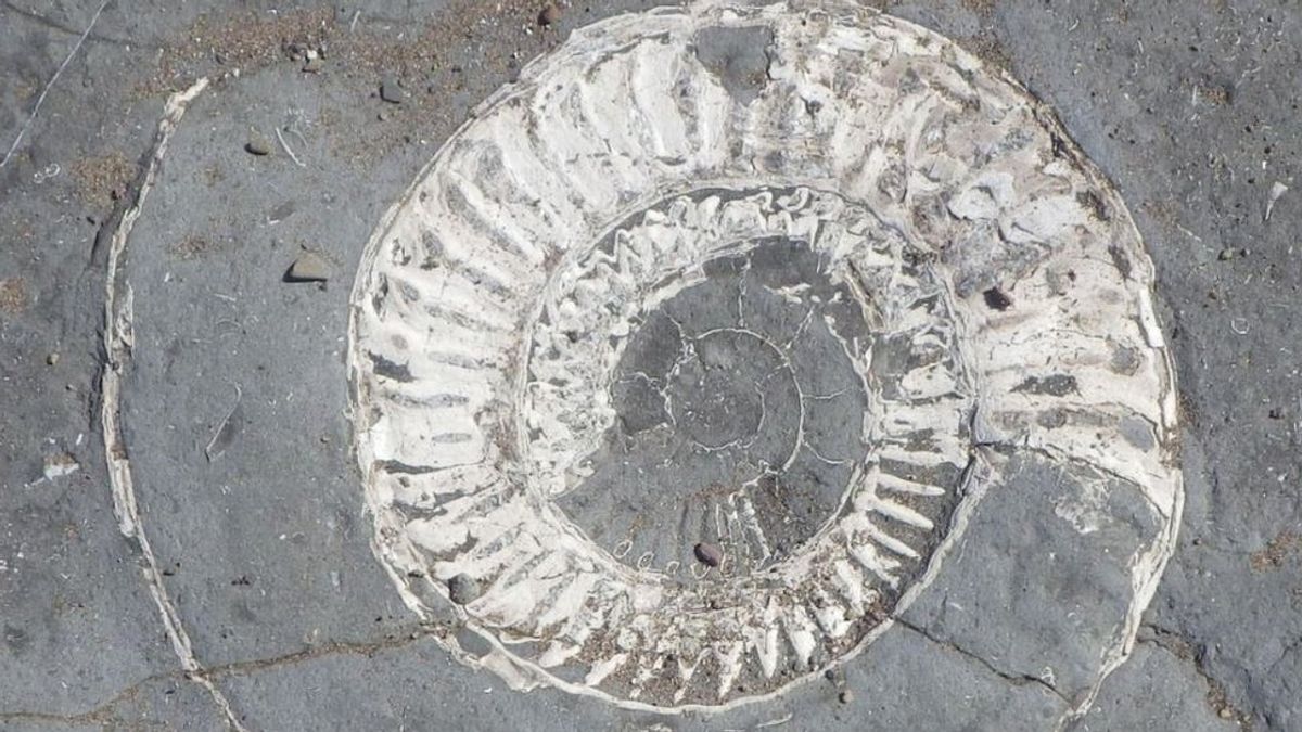 The Call for Responsible Fossil Collection at Doniford Beach, Somerset