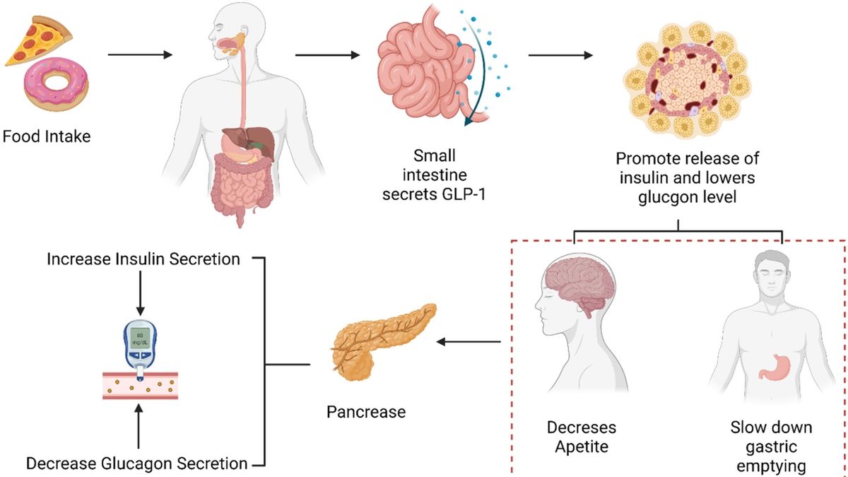 Understanding the Long-term Effects of Obesity Drug Tirzepatide: A Deep ...