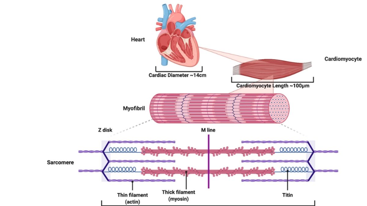 The Vital Role of Titin Protein in Heart Function: Insights and ...