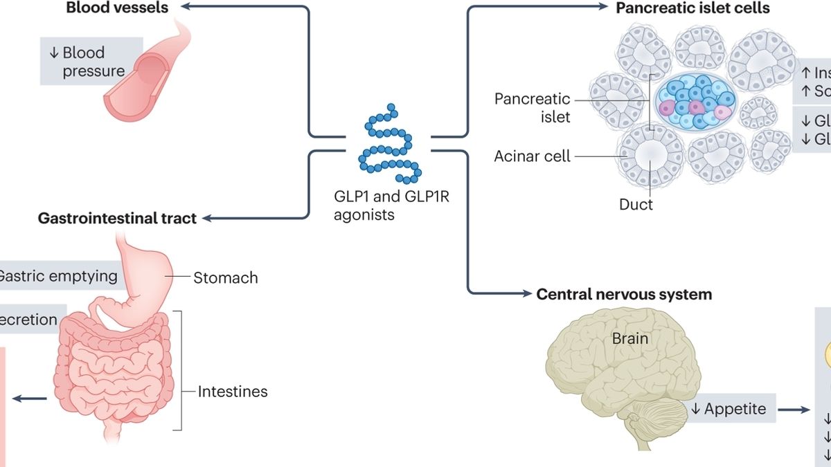 GLP-1 RAs in Cardiovascular Disease Prevention: Insights and Implications