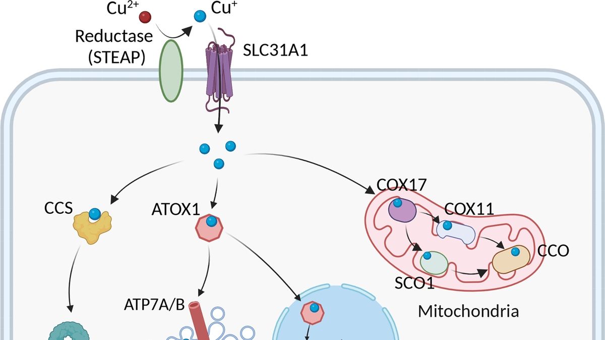 Copper Homeostasis Cuproptosis And Their Role In Atherosclerosis An   Copper Homeostasis And Cuproptosis In Atherosclerosis 20240113204050 