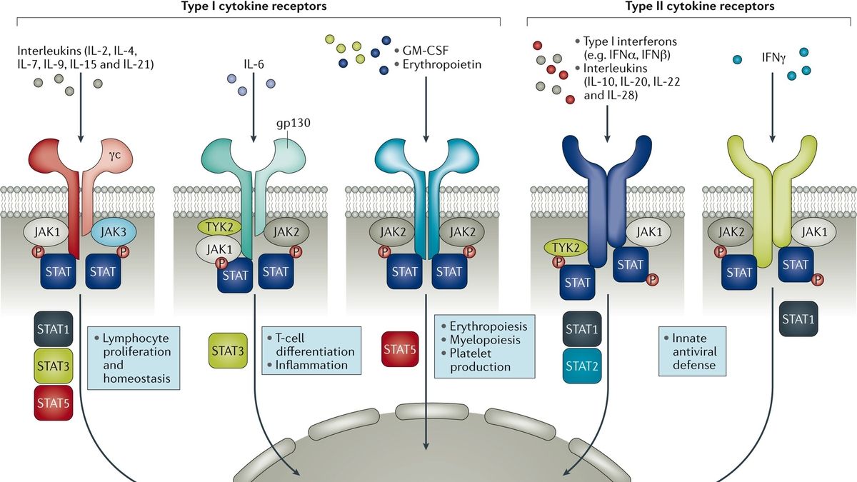 Understanding The Use Of JAK Inhibitors In Specific Patient Groups   Ema Recommendations For The Use Of Jak Inhibitors In Patients With Rheumatological Diseases 20240113001021 