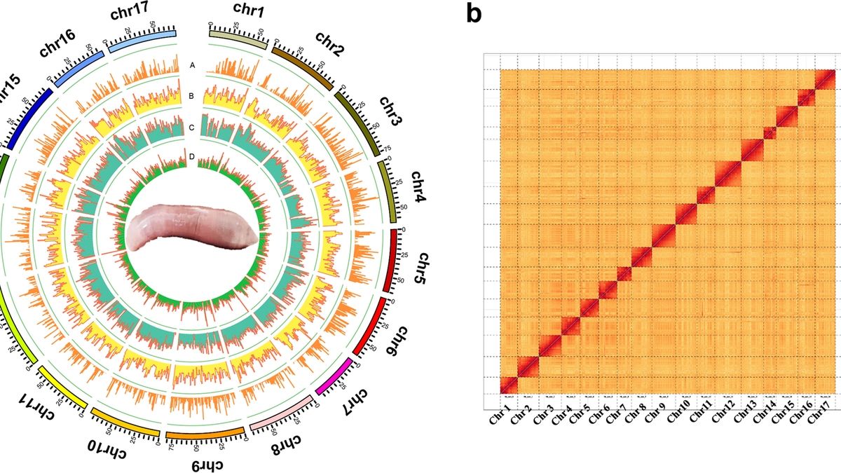 Decoding the Urechis unicinctus Genome: Insights into Evolution ...