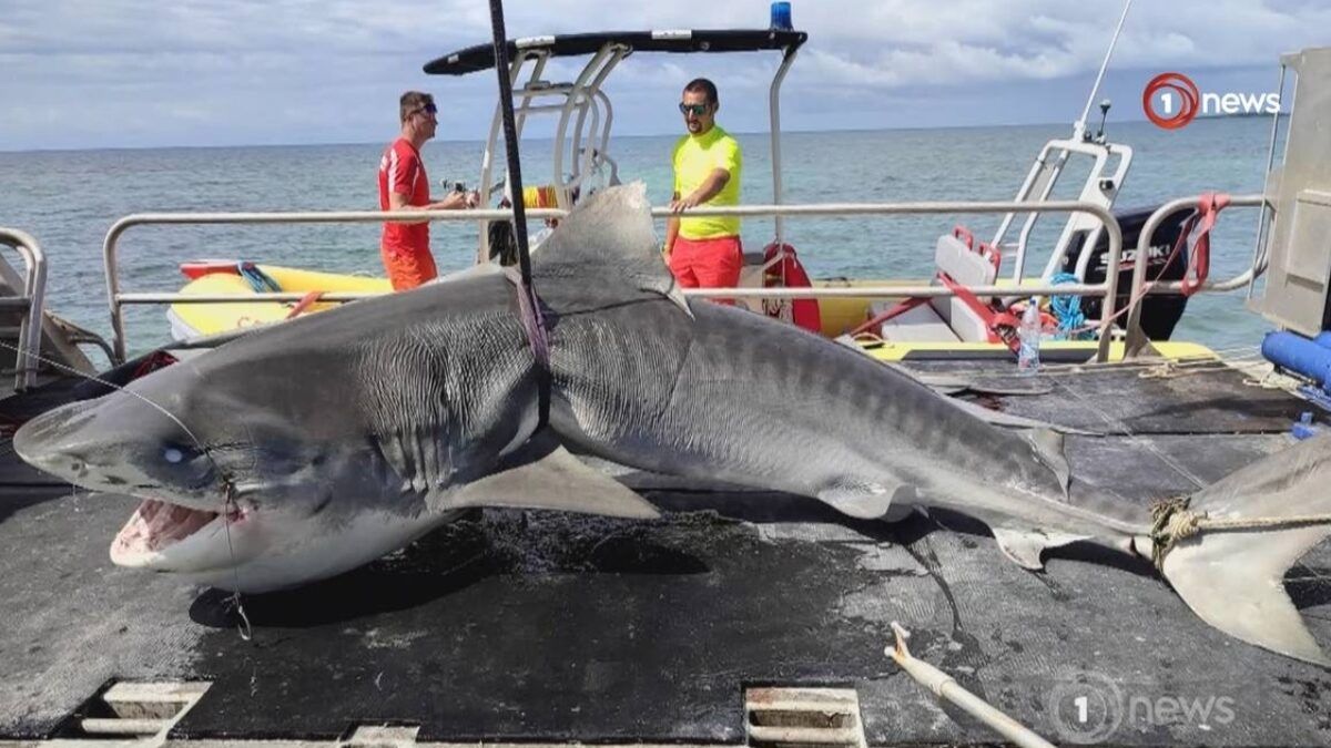 New Caledonia Shark Cull: An In-depth Look at the Controversial Practice