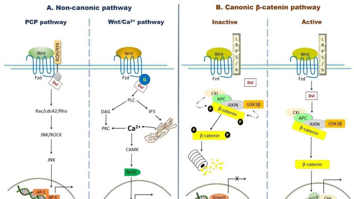 Exploring The Wnt Pathway And Its Role In Colon Stem Cell Transformation