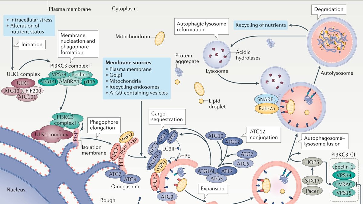 Understanding Autophagy: The Cellular Self-Digestion Process and Its ...