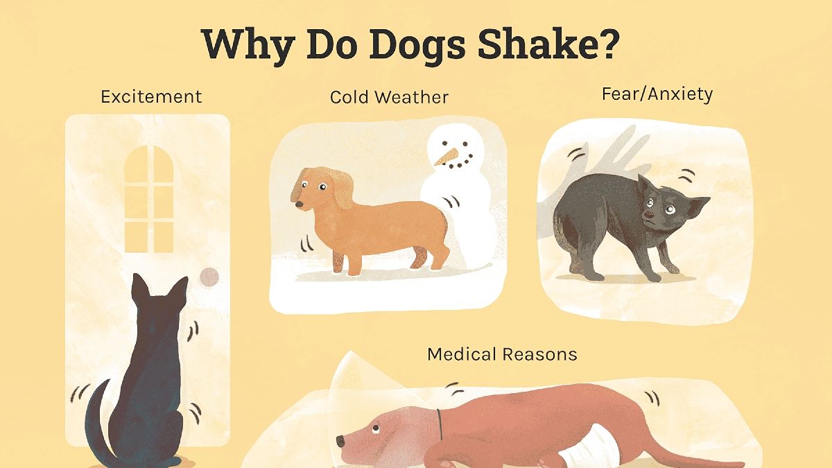 Understanding Why Dogs Shiver and When to Seek Veterinary Assistance