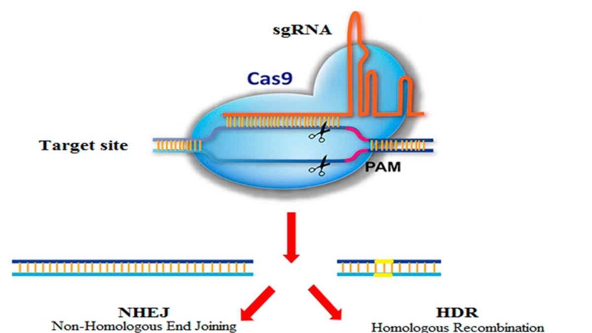 MEGA: The Future Of CRISPR-based Gene Editing Technology