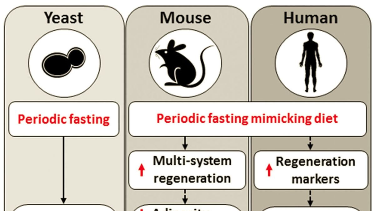 Fasting-Mimicking Diet: A Key To Reducing Biological Age And Disease ...