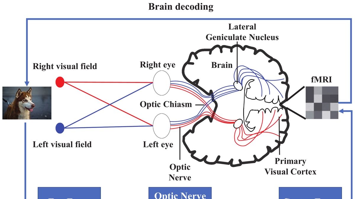 Decoding Imagery and Illusory Perception in the Early Visual Cortex: A ...