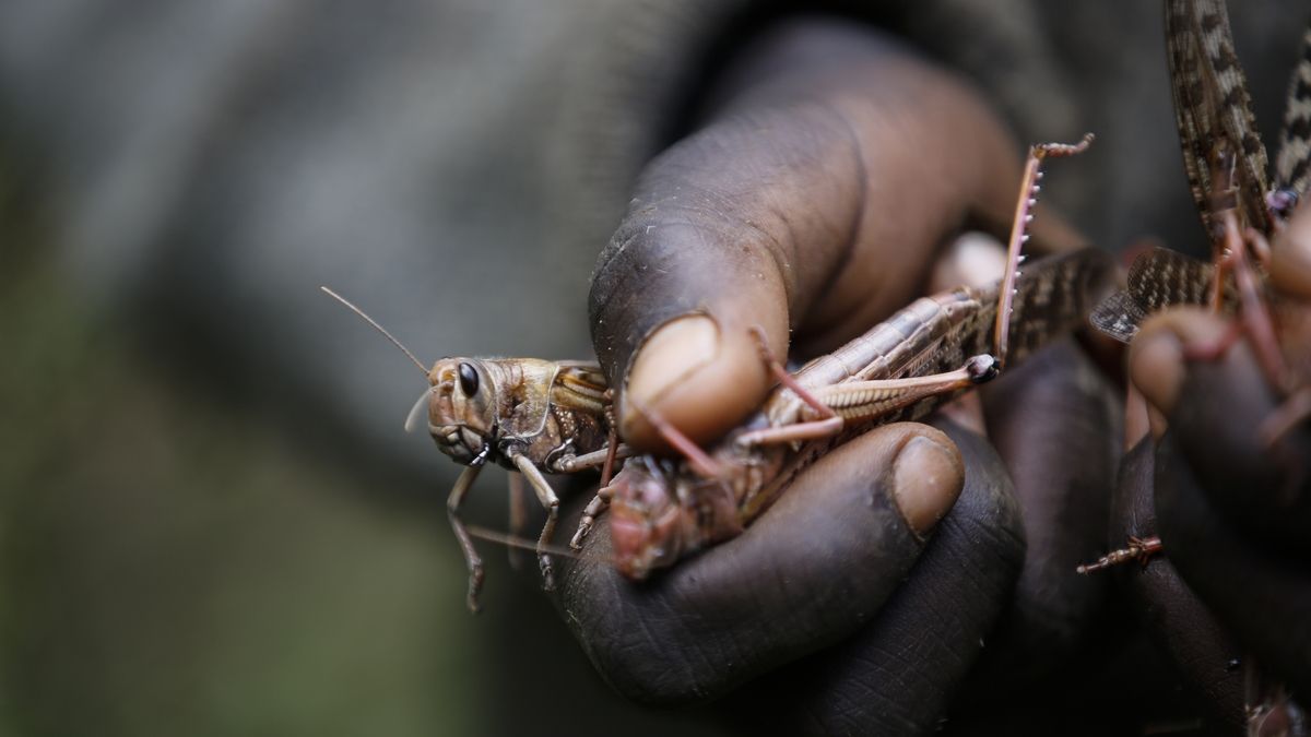 Escalating Locust Outbreaks Linked to Climate Change Threaten Global