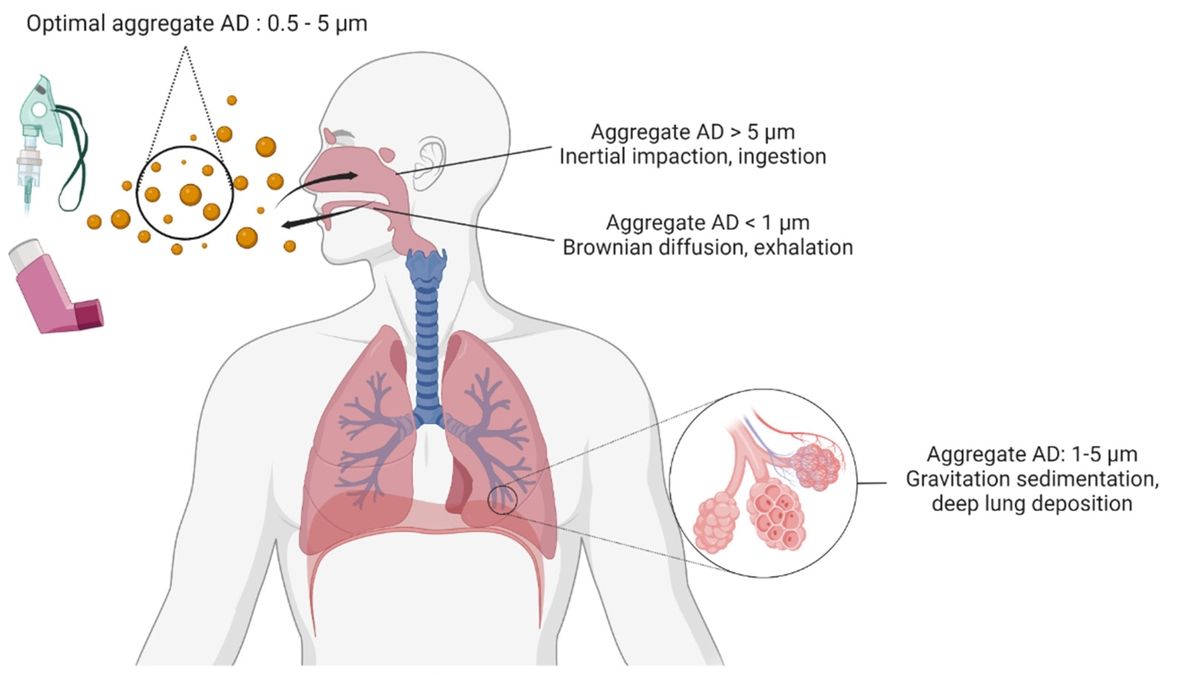 Revolutionizing COPD Treatment: Inhalable Antibiotics in Nanoparticles