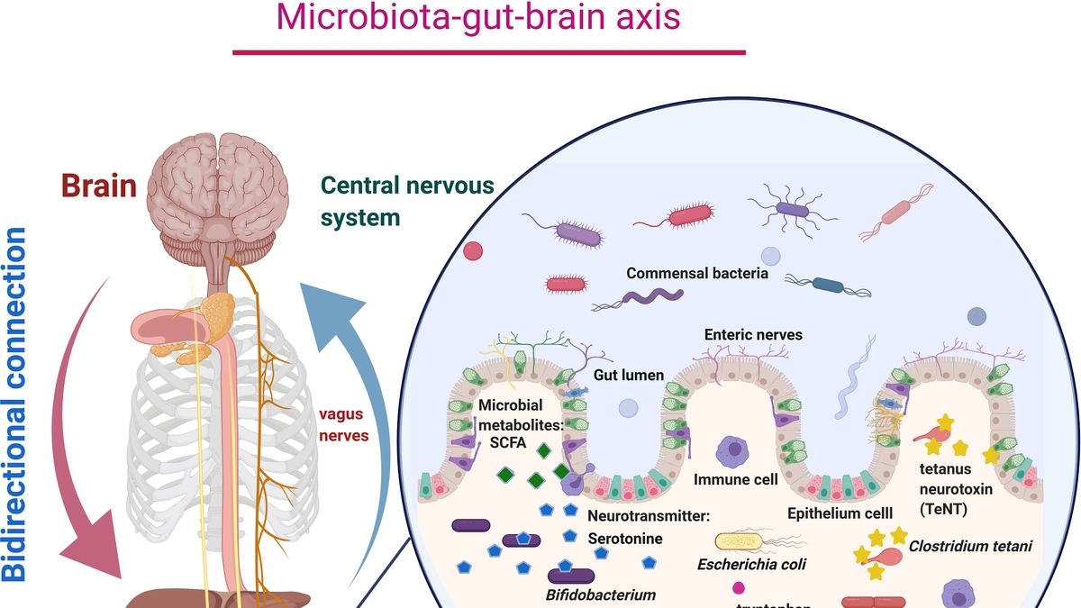 new research clarifies connection between autism and the microbiome