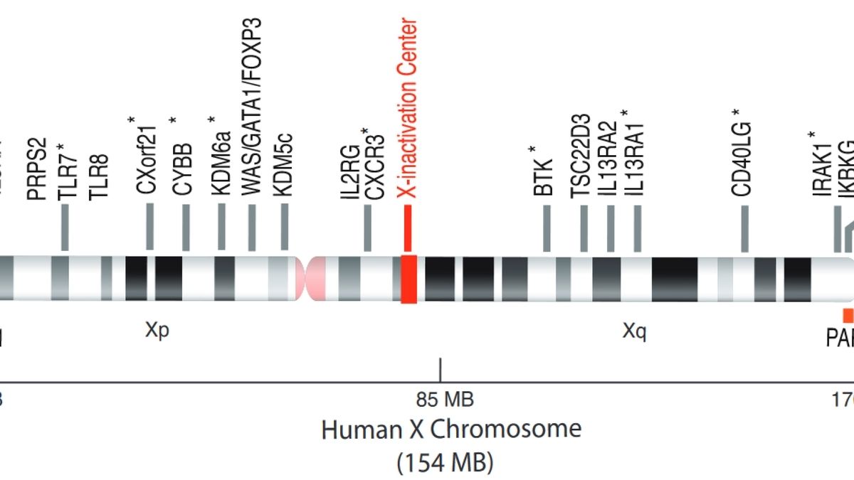 The X Factor Understanding the Role of the X Chromosome in Autoimmune