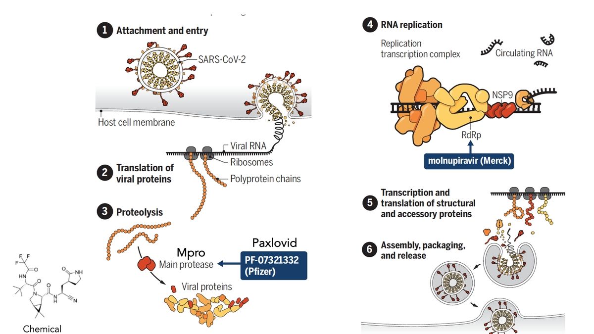 Understanding Paxlovid: A Potent Protease Inhibitor Drug for COVID-19 ...