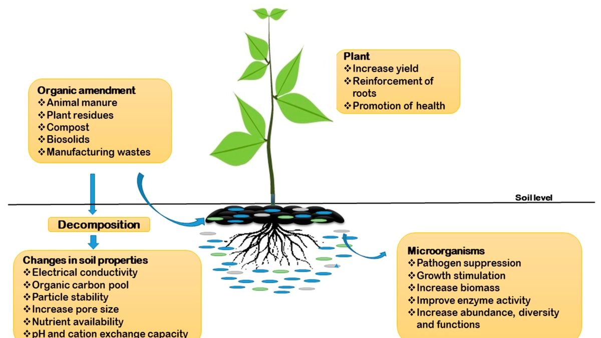 Exploring the Rhizosphere: Soil Bacteria, Plant Exudates, and Carbon ...