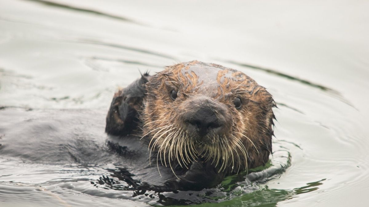 The Beneficial Impact of Sea Otters on Ecosystems A Case Study from