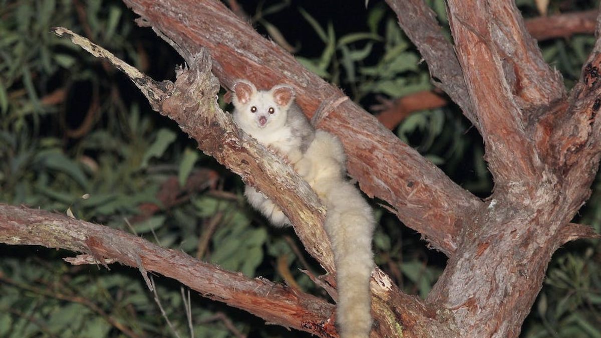 Saving Australia's Iconic Southern Greater Glider A Race Against Time
