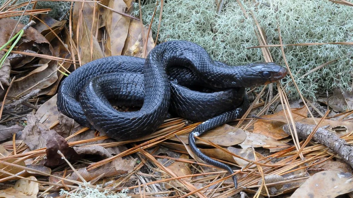 Rare snake discoveries reinforce Dudhwa National Park's rich biodiversity