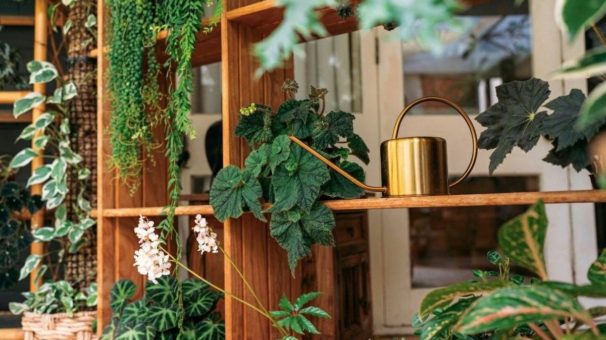 Attention plant killers new research shows your plants could be