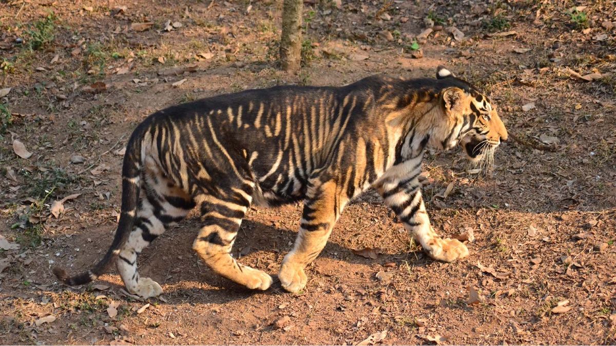 Total 10 Black Tigers Found In India All In Odishas Similipal Govt