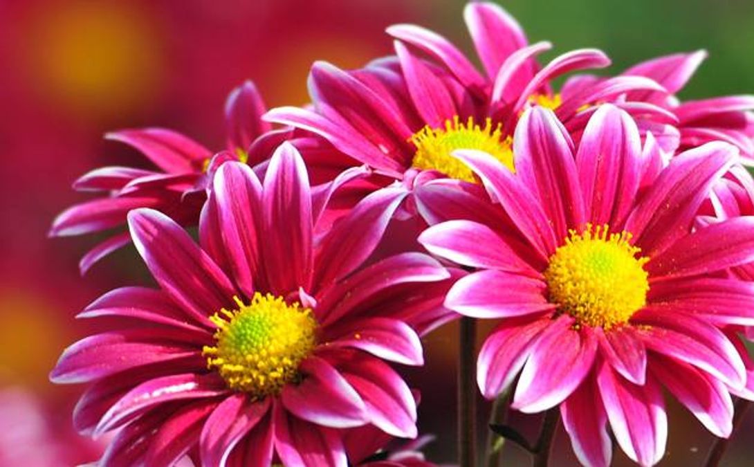 Global climate change has negative effect, flowers losing their diverse