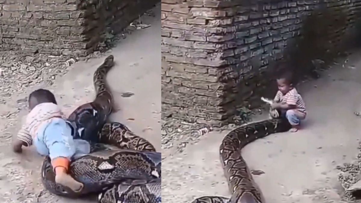 देश – Viral Video : बाप रे बाप! अजगर के साथ बच्चे का खेलते हुए वीडियो हुआ वायरल #INA