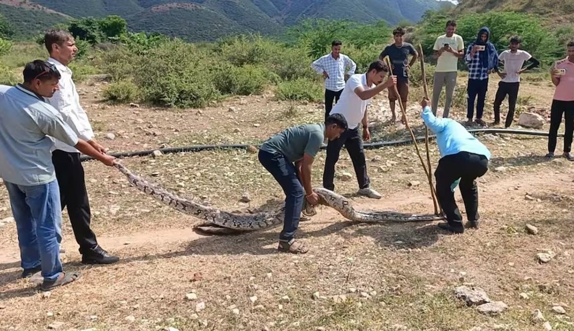 80 किलो के अजगर ने बकरी और नीलगाय को बनाया शिकार, फिर रेस्क्यू कर बचाई गई उसकी जान, देखें वीडियो #INA