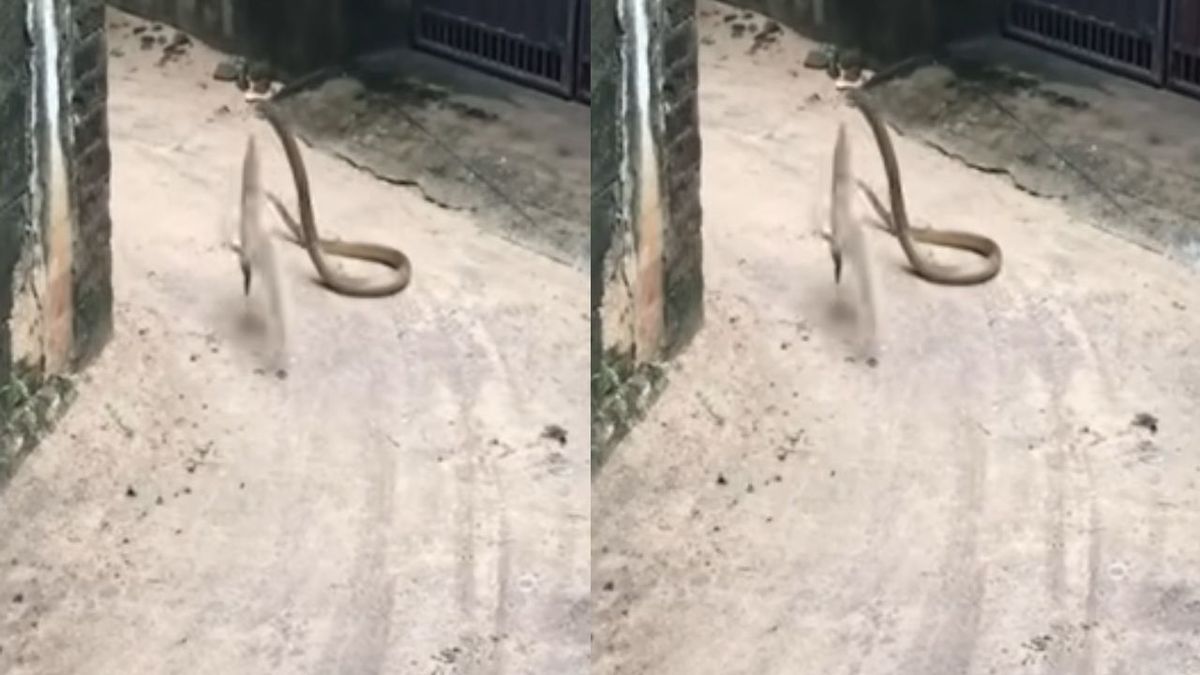 देश – सांप और नेवले के बीच हुई जंग, फिर आगे जो हुआ, देख हिल जाएंगे आप #INA