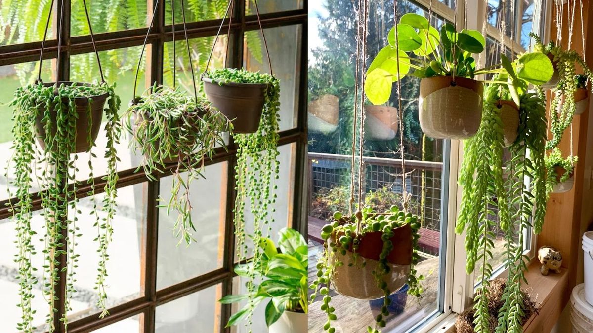 सर्दियों में घर में लगाएं ये Hanging Plants, खूबसूरती के साथ मिलेगी शुद्ध हवा #INA