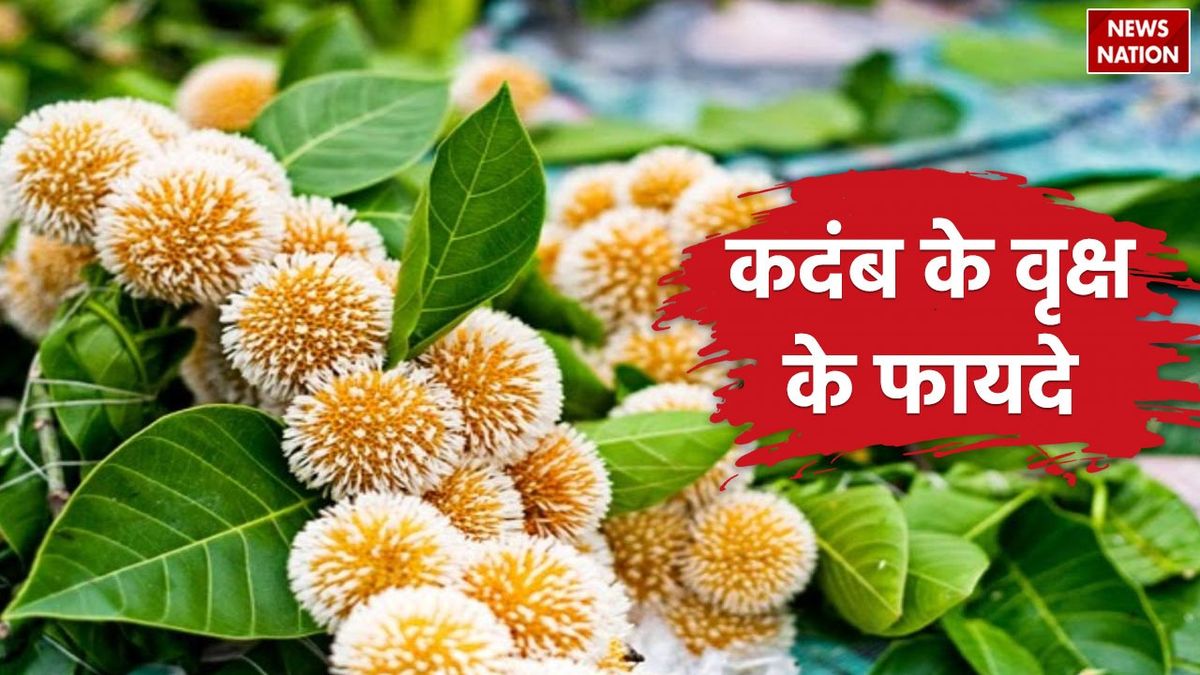 Kadamba Tree Vastu: वास्तु के अनुसार जानें कदंब का पेड़ लगाने के ...