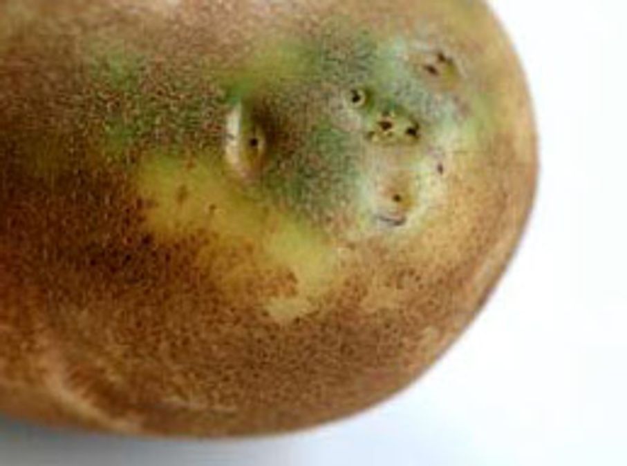 Will a potato with green skin eventually ripen?