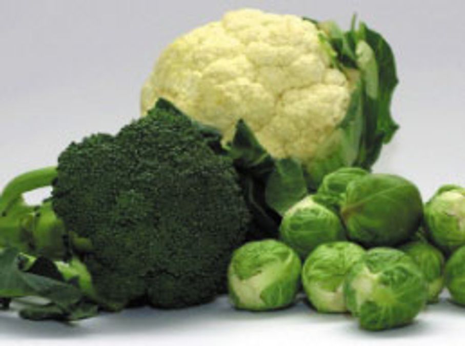 Why does chopped cabbage turn bitter?