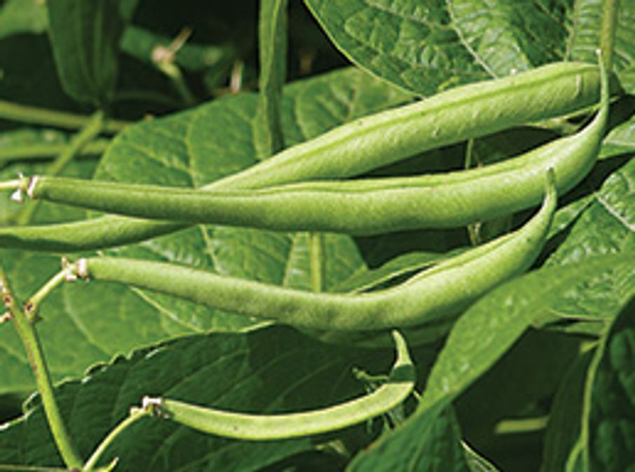 What is French about the French beans?