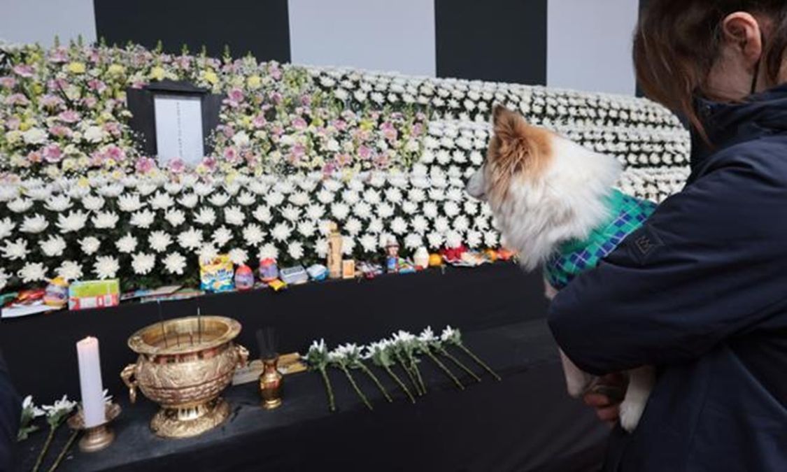 Dog Who Lost 9 Family Members In Jeju Plane Crash Visits Memorial