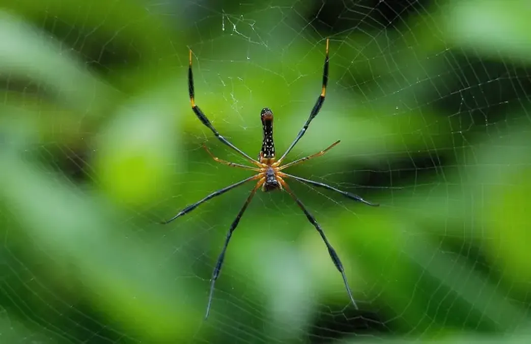 Viral Woman Complains Of Buzzing Sound Finds Spiders In Ear   I436bawcajGa0khkh1Z1 