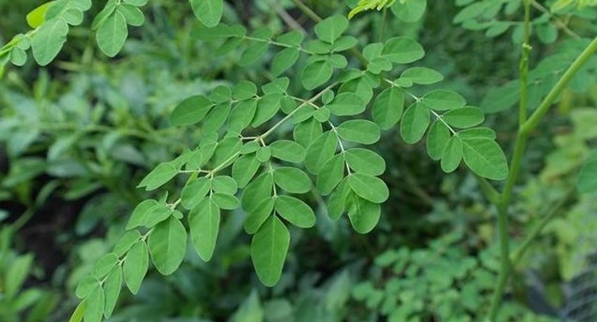 இம்யூனிட்டி இங்க இருக்கு... முருங்கைக் கீரை ரசம் வச்சுப் பாருங்க!