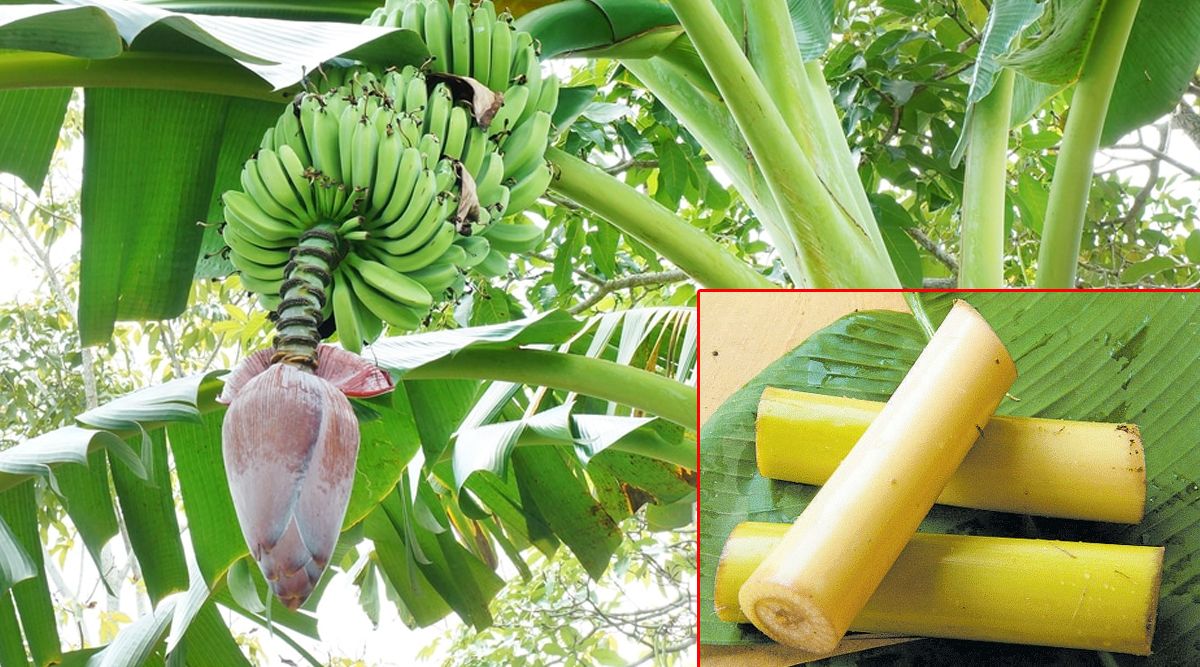 சுகர் பிரச்னை, ரத்த விருத்தி... வாழவைக்கும் வாழைத் தண்டு சாறு; இவ்ளோ