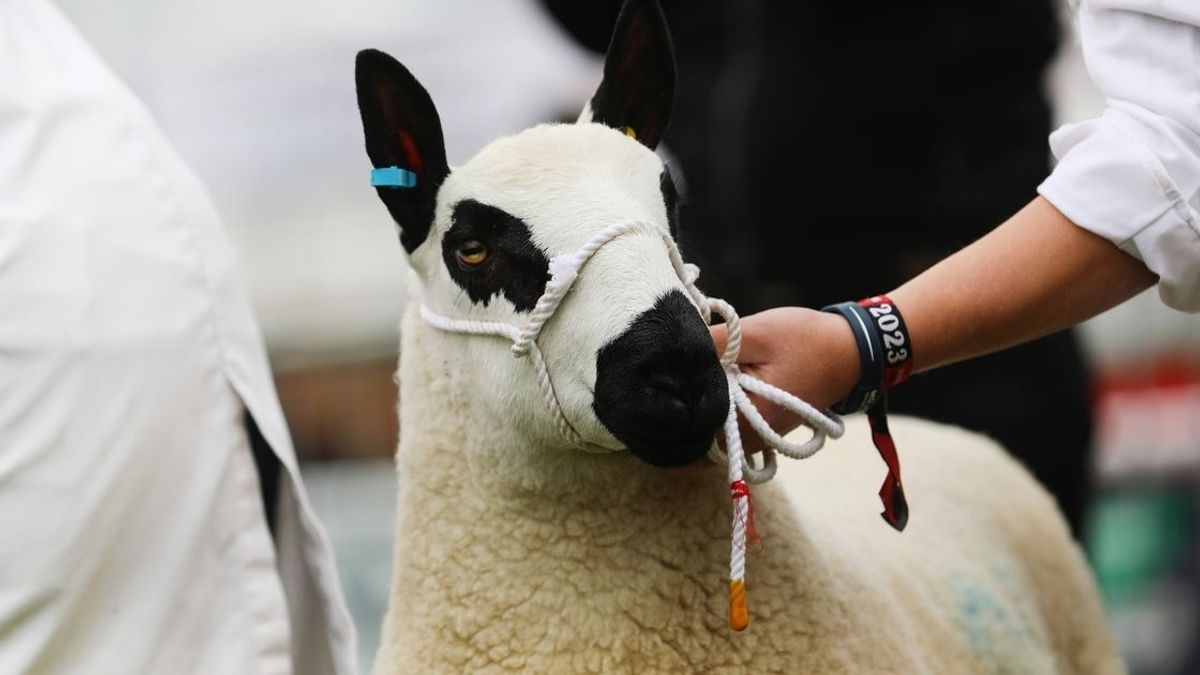 Devon County Show 2024 to Showcase New Livestock Breeds