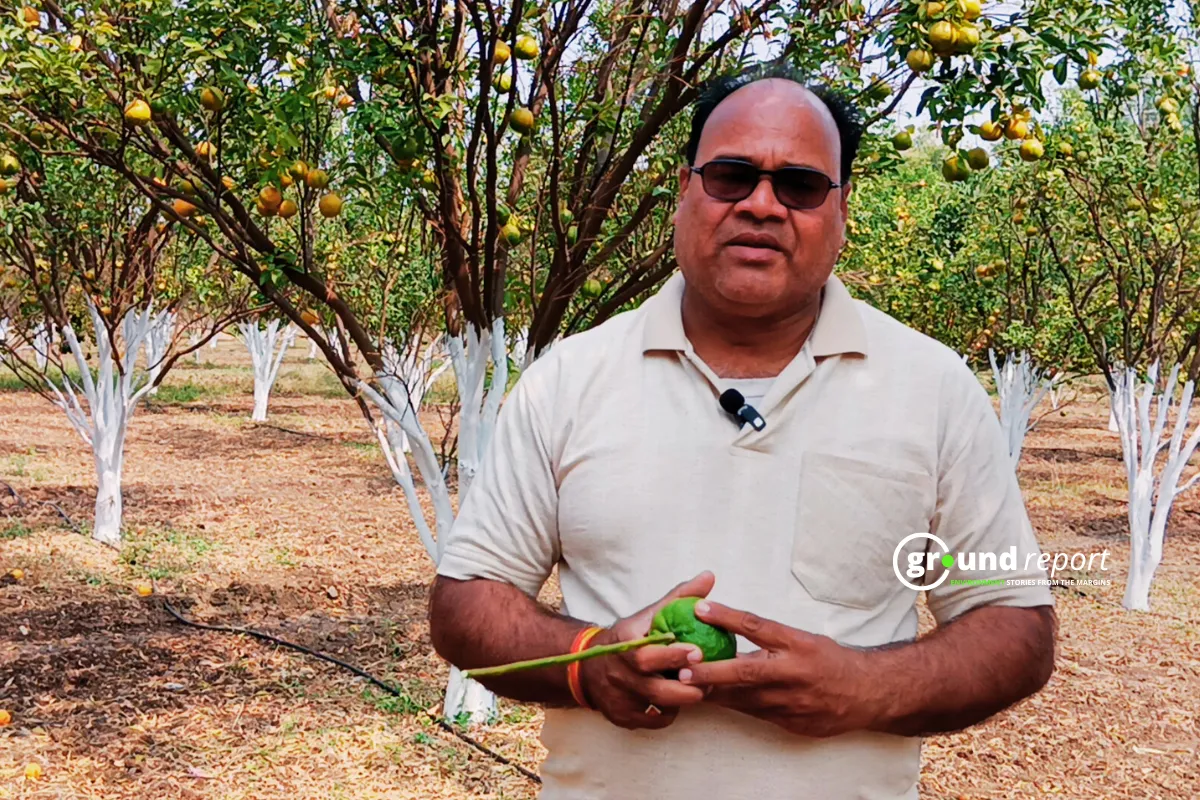 orange horticulture