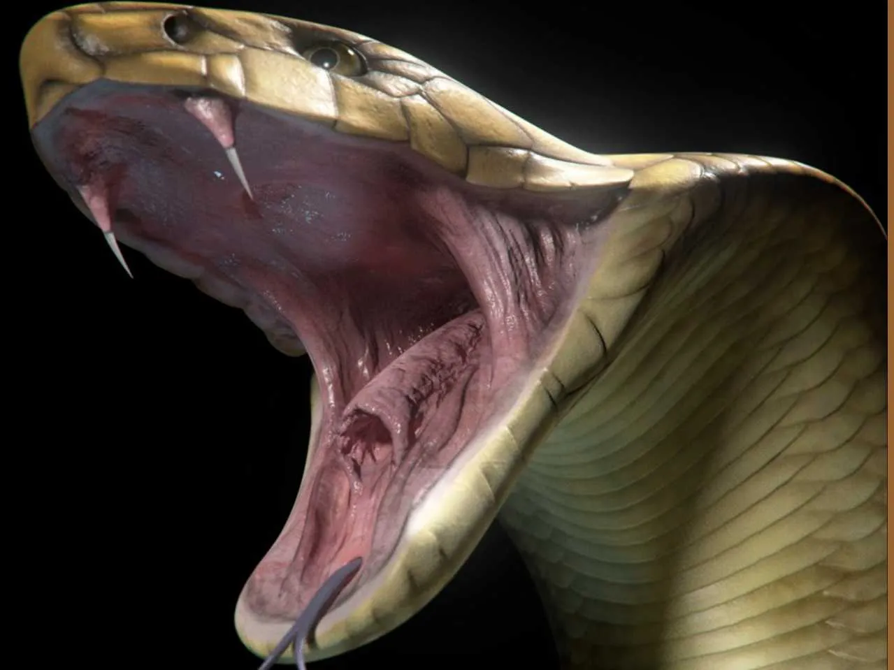 cobra with venom