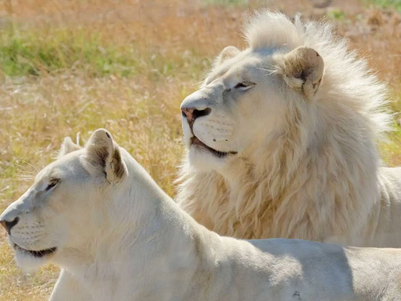 Two white lion